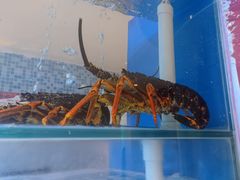 -红顶食府(滨湖九号店)