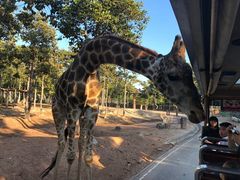 -清迈夜间动物园