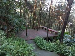 -铁山坪森林公园