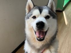 -Husky Go! 哈士奇体验馆·宠物咖啡厅狗咖