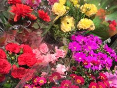 -曲阳花鸟市场(曲阳路店)