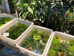 -双季花艺园艺市场(浦东店)