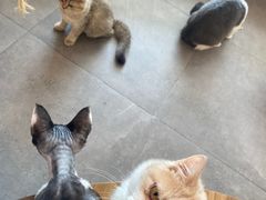 -飞行喵MR PILOT|猫舍·猫咖(静安大融城店)