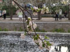 -海棠花溪(元大都城垣遗址公园)