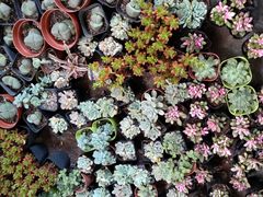 -金科花卉市场