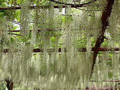-嘉定紫藤园