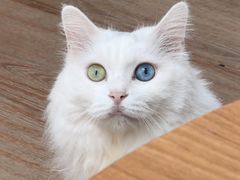 -有猫主题·治愈系猫咖(曾厝垵店)