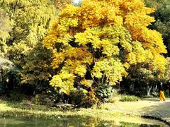 -上海共青森林公园