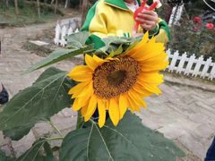 -武汉紫薇都市田园