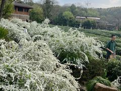 -中国茶叶博物馆(双峰馆区)