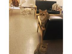 -豆老板的猫咖啡(碑林博物馆店)