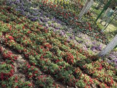 -长白岛森林公园