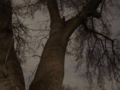 -墨尔本皇家植物园