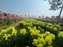 -天适樱花悠乐园