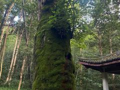 -西湖风景区十里琅珰-五云山