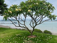 -海沧湾公园