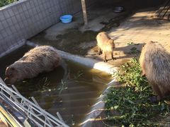 游乐设施-上海长兴岛郊野公园