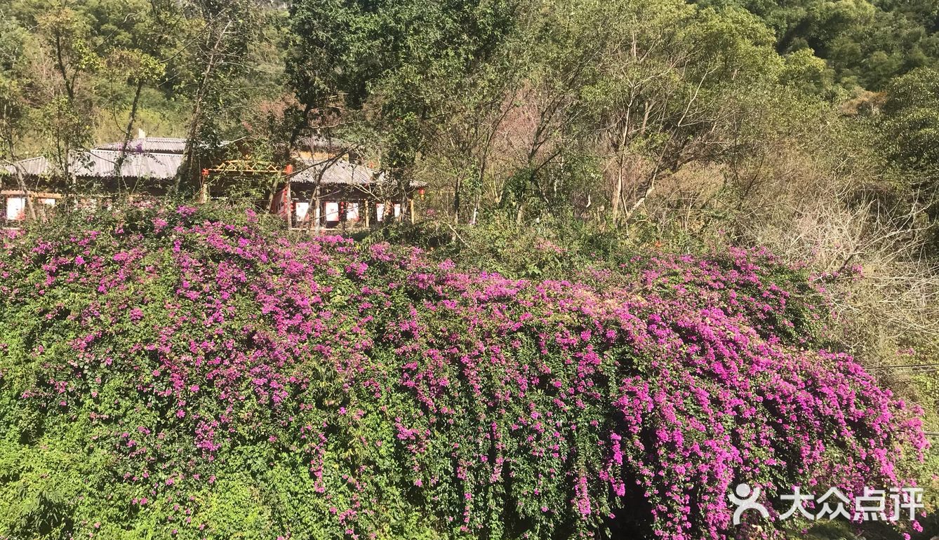 虽然没有樱花,山茶花桃花还是不错的