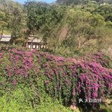 虽然没有樱花,山茶花桃花还是不错的