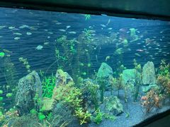 -上海海洋水族馆