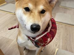 -柴迷FANS CLUB·柴犬狗咖·猫咖