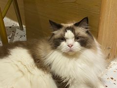 -滚猫咖啡·猫咖·猫友好撸猫(未来城店)
