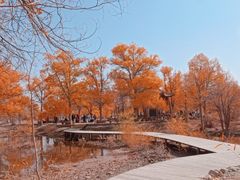 -金塔沙漠胡杨林景区