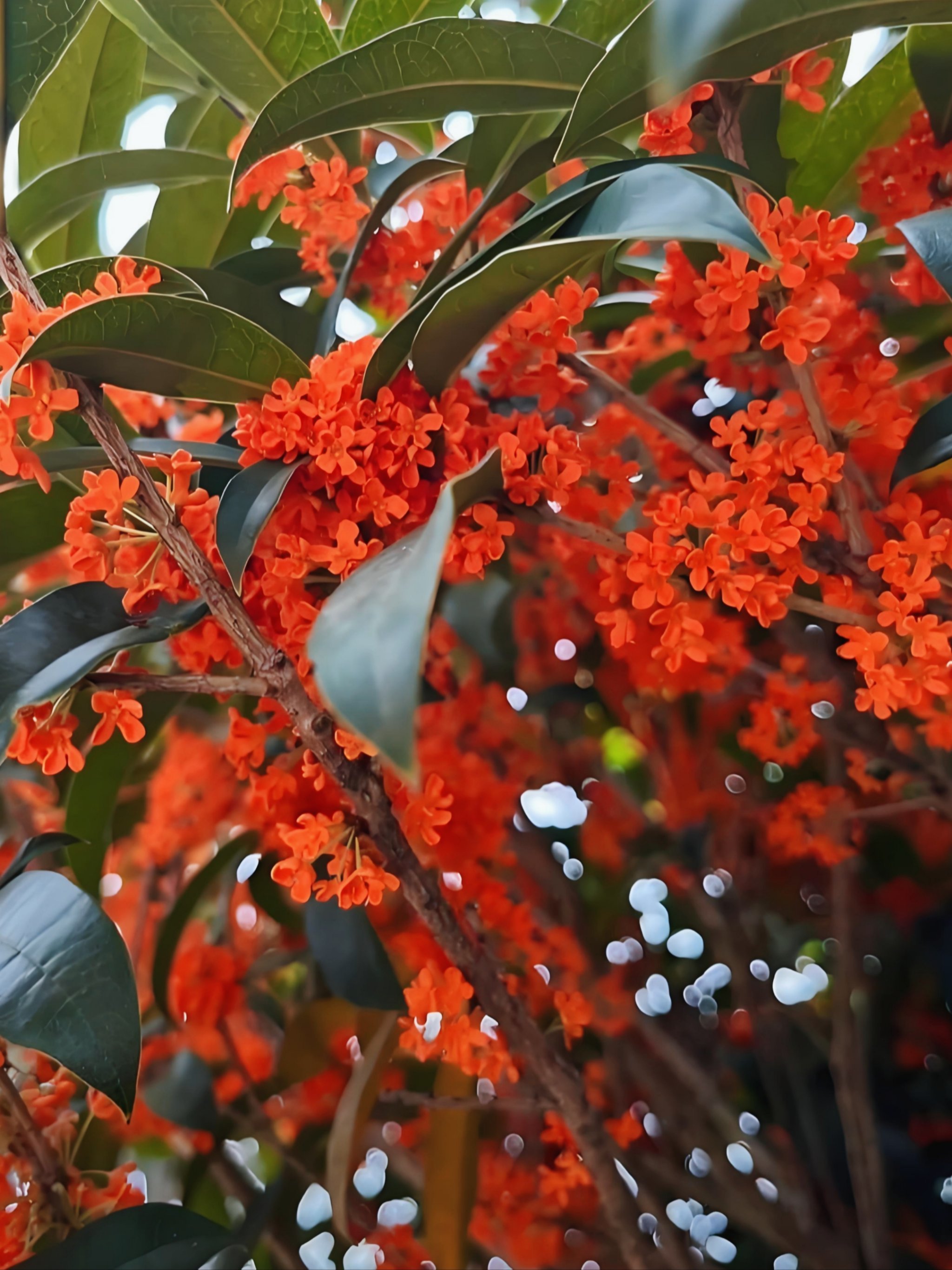 发现高考buff加成神器