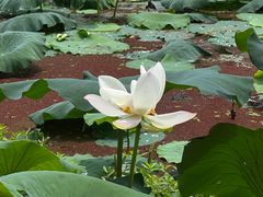 -梁鸿国家湿地公园