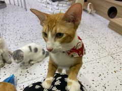 -Umiao与猫咖啡 猫咖