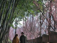 -望江楼公园