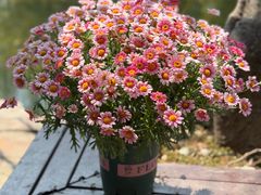 -金蔷薇·湖景庭院餐厅(环湖店)