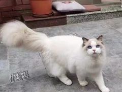 -欣宠猫屋·矮脚拿破仑·蓝金金渐层