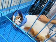 -瑞派宠物医院(搏威敦和院)