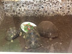 -上海大自然野生昆虫馆(东方明珠·爬宠昆虫探索中心)