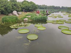 -荷塘月色湿地公园·向阳花洲