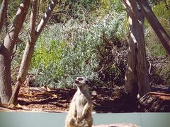 -威勒比开放式动物园