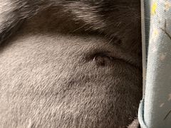 -艾贝尔宠物诊疗