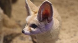 -未来动物城动物主题公园(大悦城店)