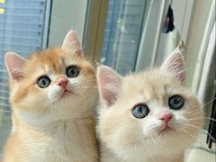-Bastet sally猫舍购宠(静安店)
