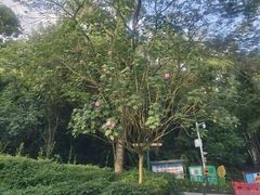 -田心森林公园