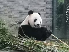-都江堰中华大熊猫苑