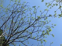 -青峰峡国家森林公园