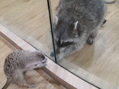 -藦茜花园宠物主题亲子互动体验馆(国顺东路店)