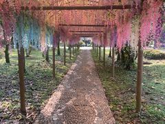 -莫里热带雨林景区