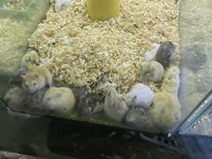 -花鸟鱼虫鲜花绿植市场(玉泉路店)