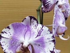 -双季花艺园艺市场(浦东店)