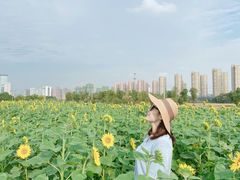 -映月湖中央公园