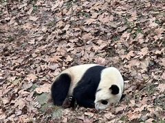 -都江堰中华大熊猫苑