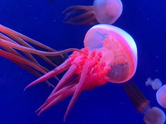 -成都浩海立方海洋公园